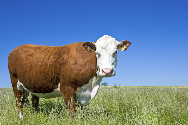 BEEF COW
